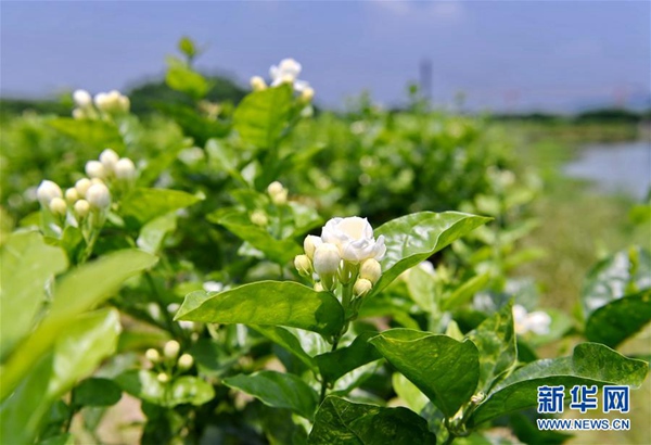 福州市茉莉花种植保护基地盛开的茉莉花。新华社记者 林善传 摄