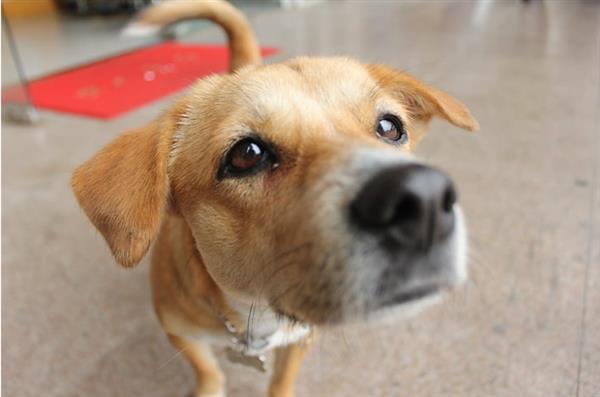 全球首只新冠病毒测试阳性的宠物狗死亡 活了17岁