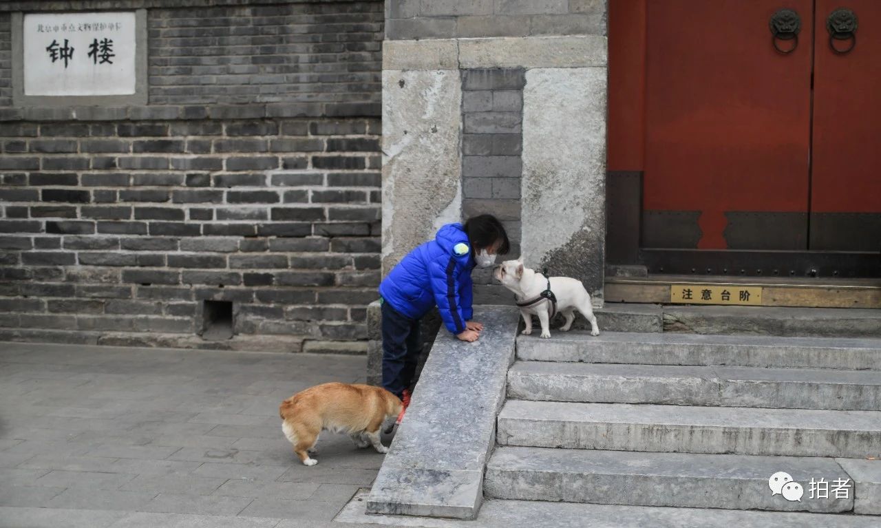  △2月27日，钟鼓楼文化广场，一位女生在和宠物狗玩闹。摄影/新京报记者浦峰