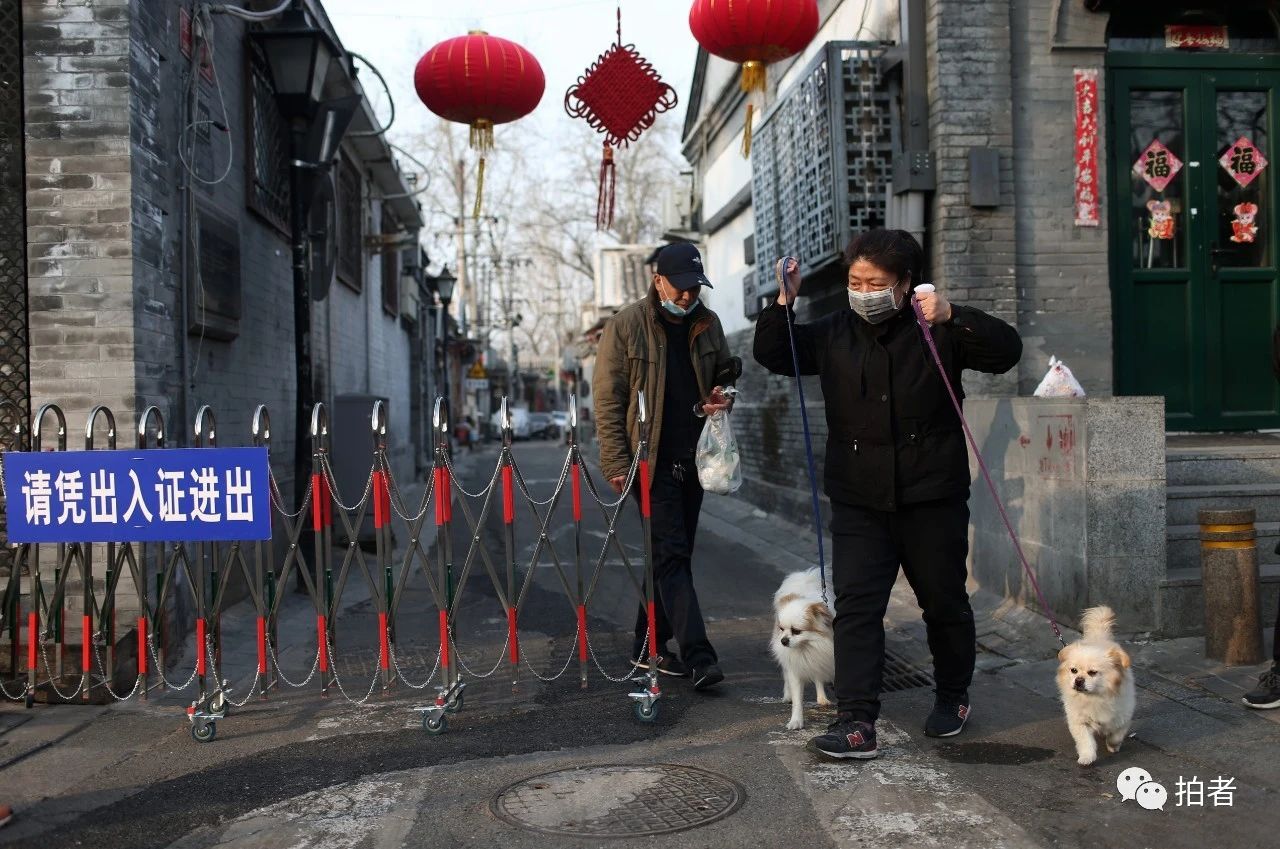  △2月25日，鼓楼东大街，一位居民拉着两条宠物犬走出设闸管理的草厂胡同。摄影/新京报记者薛珺