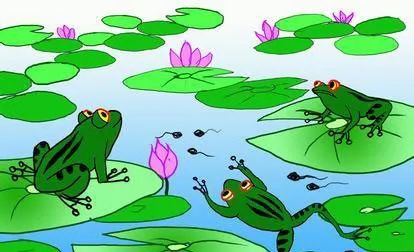睡前故事:池塘里的青蛙