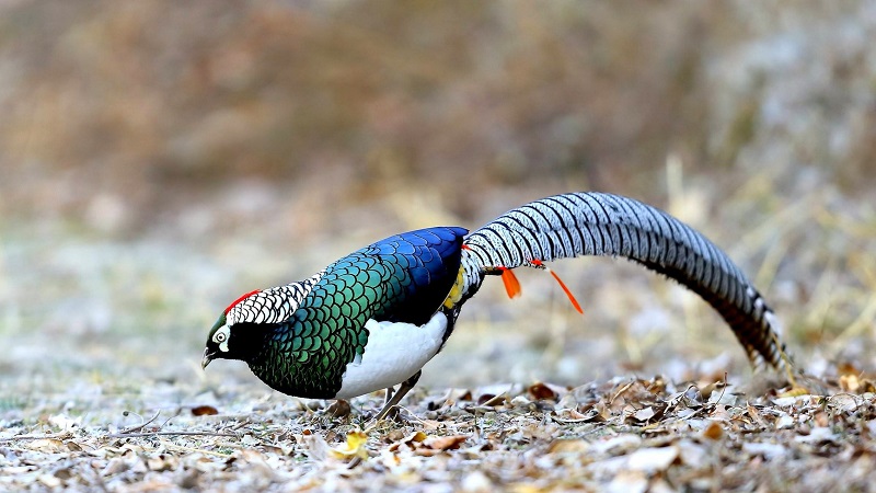 男子非法猎捕食用“野鸡”获刑：系国家保护动