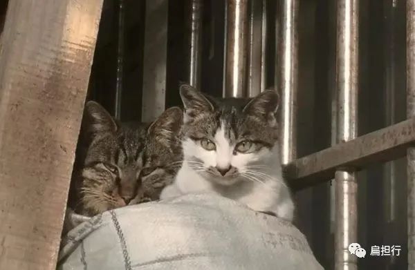 牡丹花下: 牡丹花下一群猫 牡丹花下一群猫