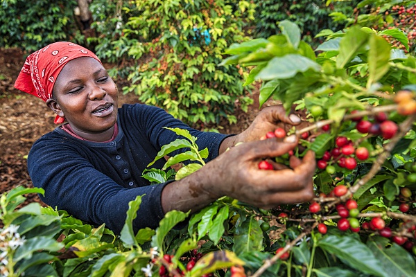 肯尼亚的咖啡种植园