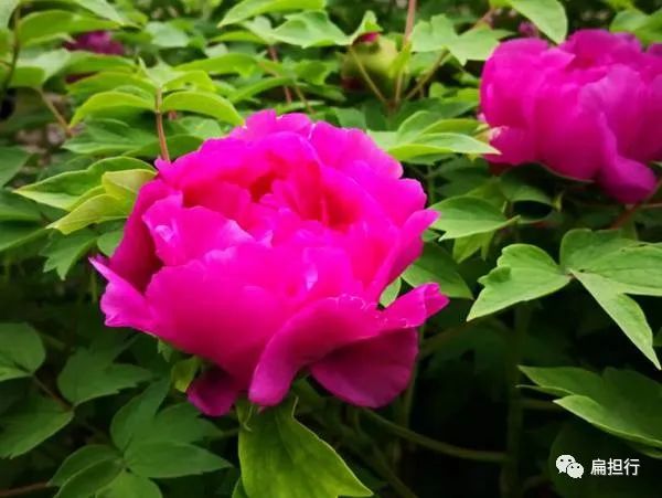 牡丹花下: 牡丹花下一群猫 牡丹花下一群猫