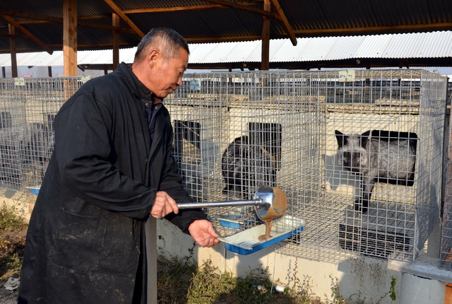 河北省昌黎县一家貉、貂养殖场。摄影/章轲