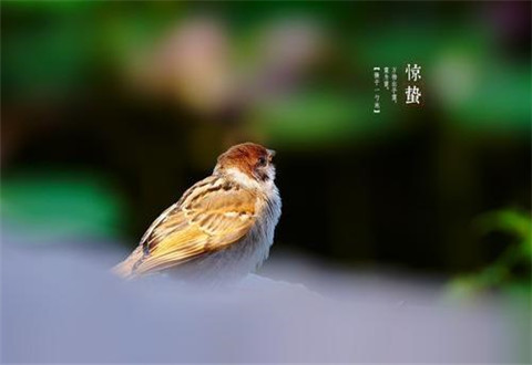 今日惊蛰!2020惊蛰是几点几分 惊蛰有哪些习俗禁忌?惊蛰节气朋友圈说说精美图片大全