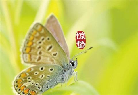 今日惊蛰!2020惊蛰是几点几分 惊蛰有哪些习俗禁忌?惊蛰节气朋友圈说说精美图片大全
