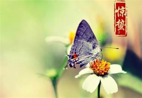 今日惊蛰!2020惊蛰是几点几分 惊蛰有哪些习俗禁忌?惊蛰节气朋友圈说说精美图片大全