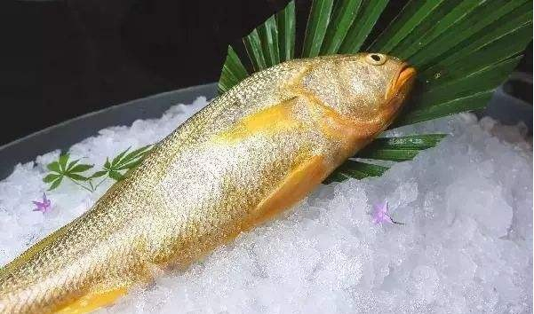 饕餮中国︱半世纪前还稀松平常的野生大黄鱼因何身价百倍?