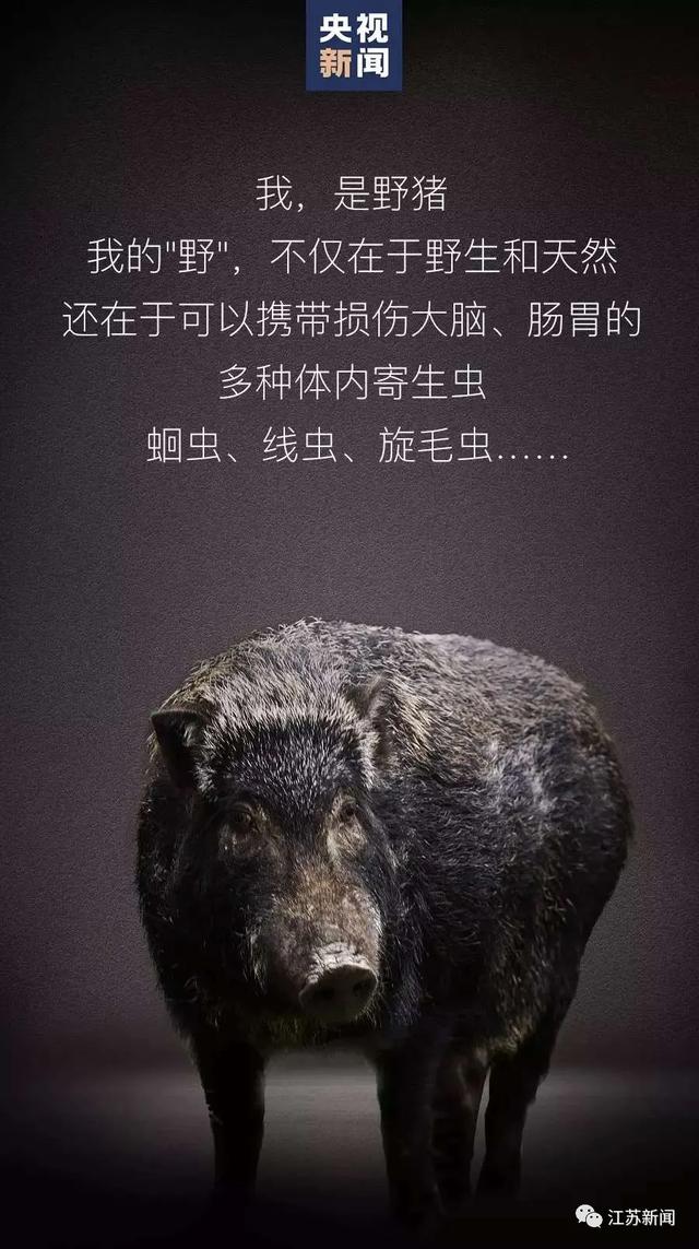 南京闹市区惊现野猪：景观河游泳 还多次强闯小