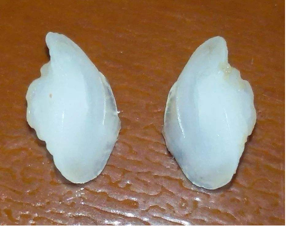 饕餮中国︱半世纪前还稀松平常的野生大黄鱼因何身价百倍?