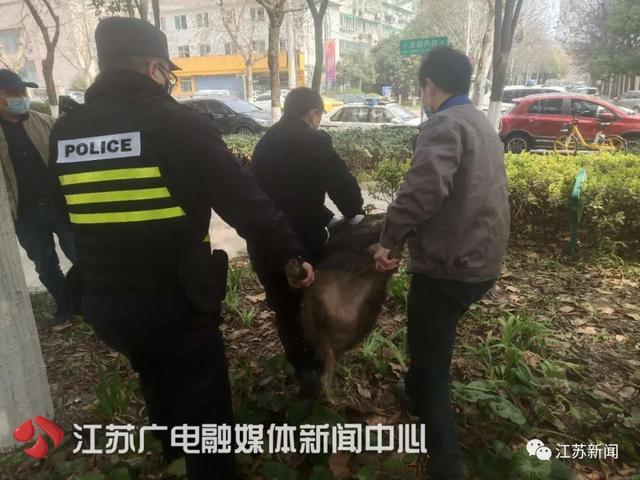 南京闹市区惊现野猪：景观河游泳 还多次强闯小