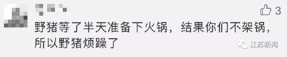 南京闹市区惊现野猪：景观河游泳 还多次强闯小