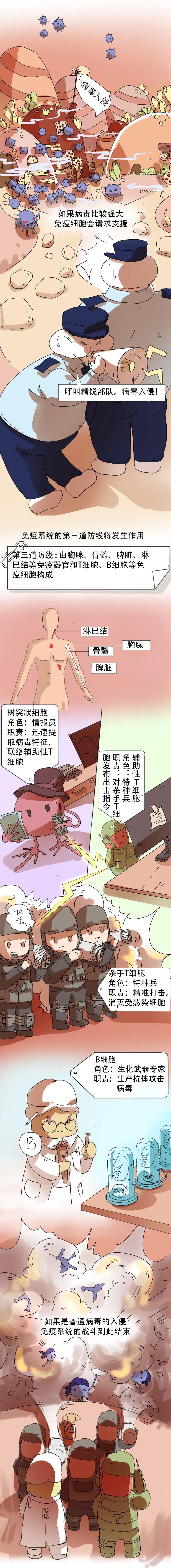 最萌手绘长图告诉你，免疫细胞和病毒战斗全过程！