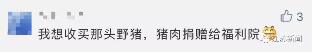 南京闹市区惊现野猪：景观河游泳 还多次强闯小