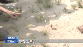 中国专家赴巴基斯坦实地考察:处理虫卵成难题