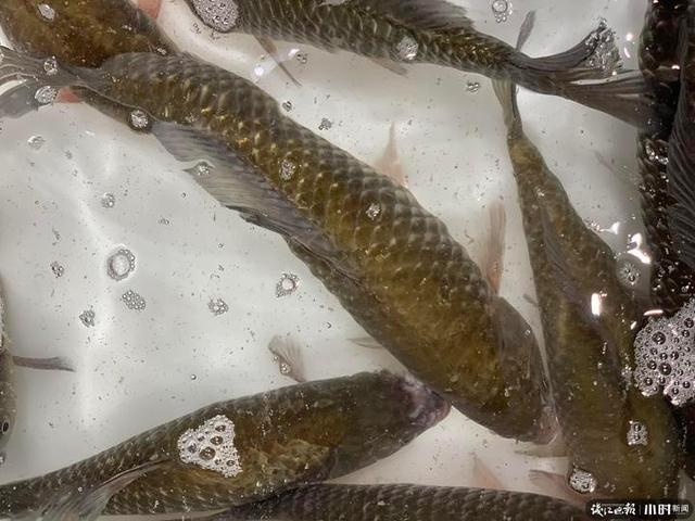 复工进行时|西湖渔亭今天开张,毛鲜毛鲜的白鲢、步鱼、河虾都有