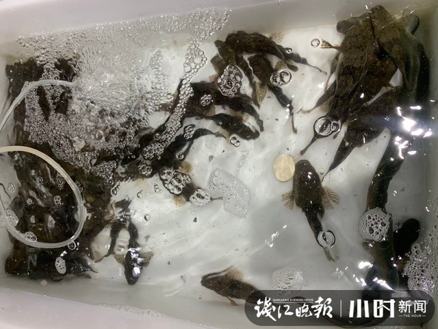复工进行时|西湖渔亭今天开张,毛鲜毛鲜的白鲢、步鱼、河虾都有