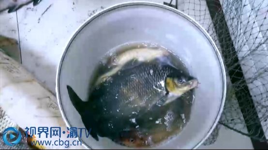 疫情下合伙电捕鱼 “望风者”同罪受罚
