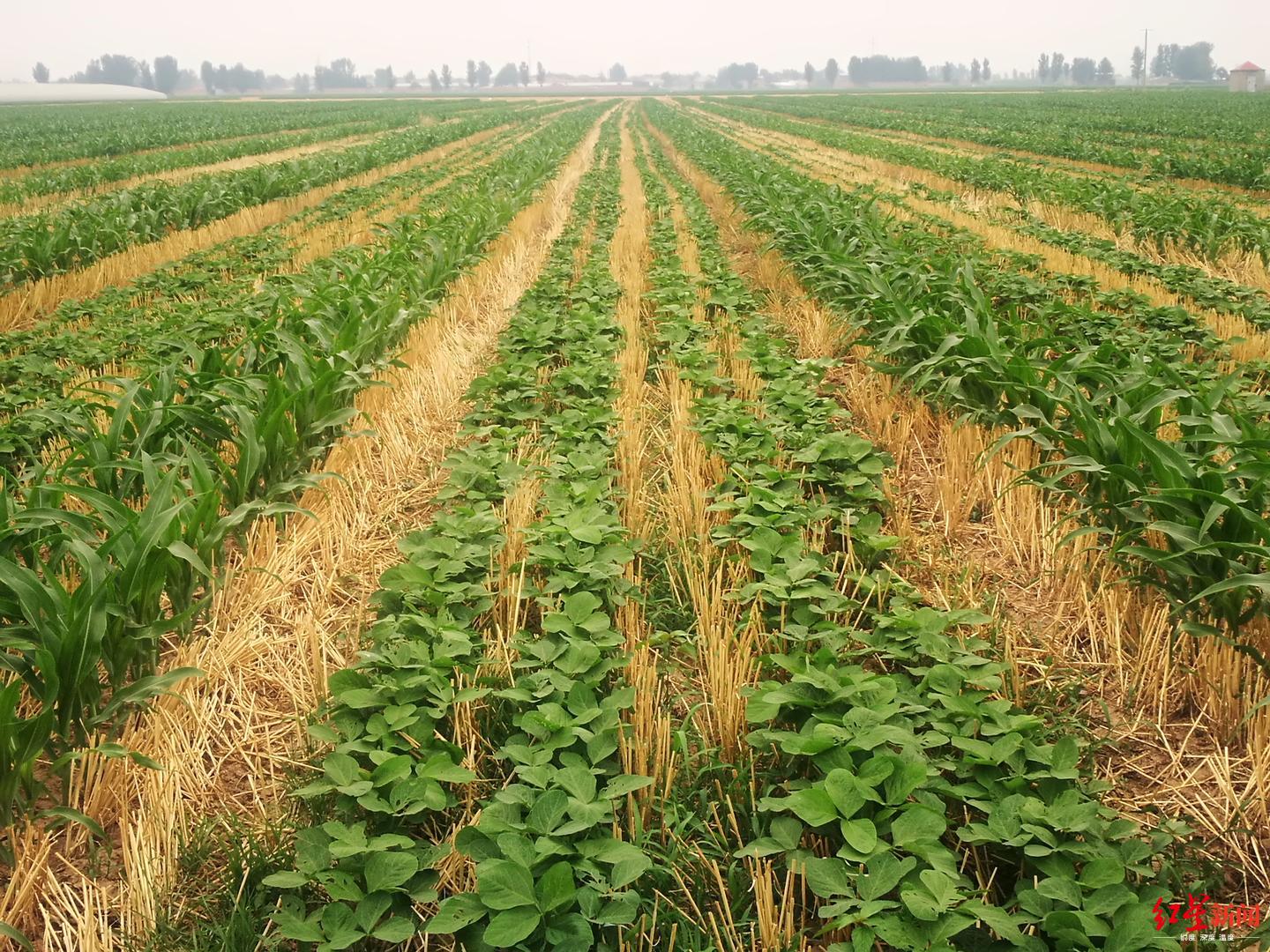绿豆种植方法 - 花百科