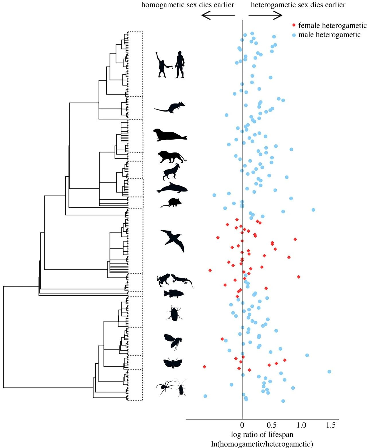 无创染色体偏多什么原理_多一条染色体是什么病(3)