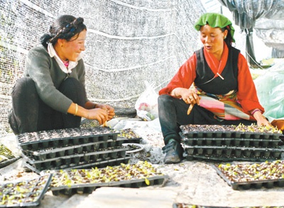 在白朗县的日喀则珠峰现代农业科技创新博览园蔬菜大棚里，当地务工人员在培育莴笋苗。张汝锋摄（新华社发）
