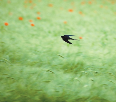 小燕子穿花衣儿歌简谱_小燕子穿花衣儿歌(3)