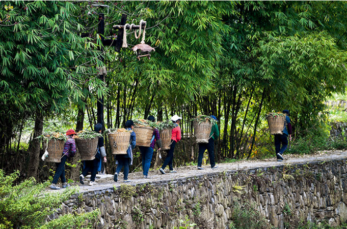 4月8日,重庆市黔江区小南海镇新建村村民背着射干苗等中药材,前去中药材基地 王全超摄/本刊