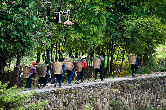 4月8日，重庆市黔江区小南海镇新建村村民背着射干苗等中药材，前往中药材基地 王全超摄/本刊