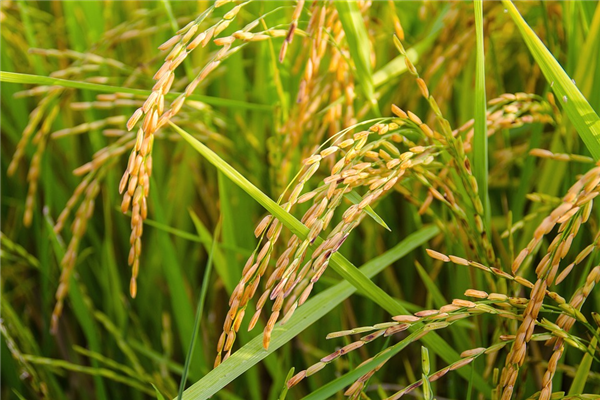 袁隆平又有大动作！提出发展海水稻目标：年增产300亿公斤