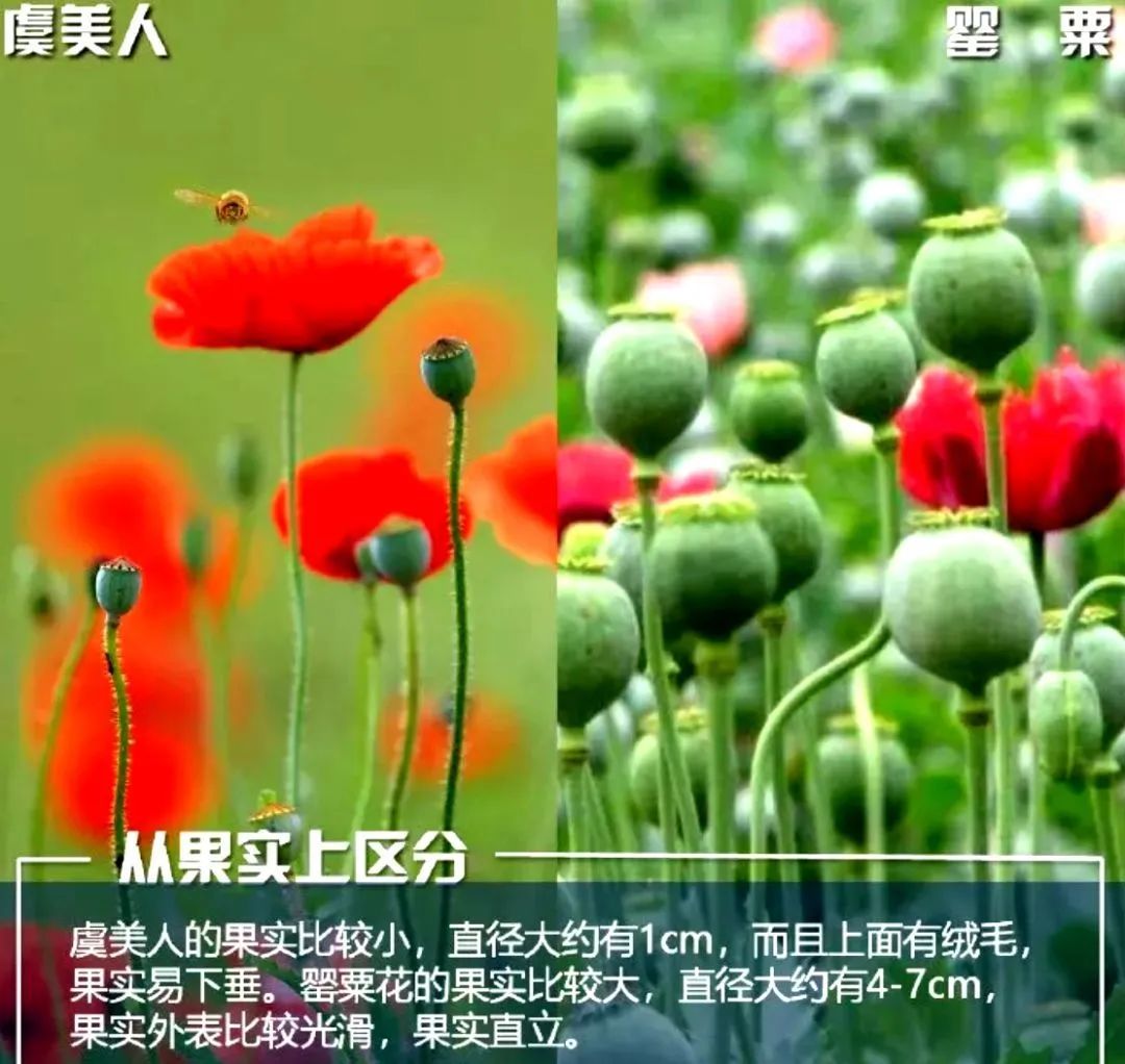 全民齐动员,坚决不让罪恶之花绽放   请广大群众发现有人私自种植罂粟