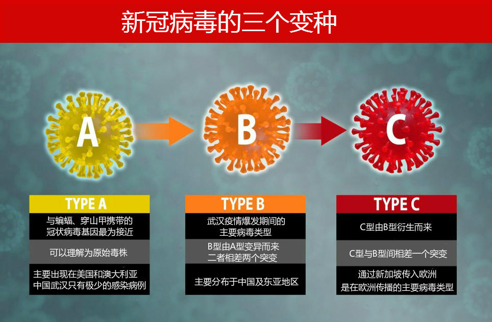 ▲新冠病毒三个亚型的大概分布。汉化自英国《地铁报》