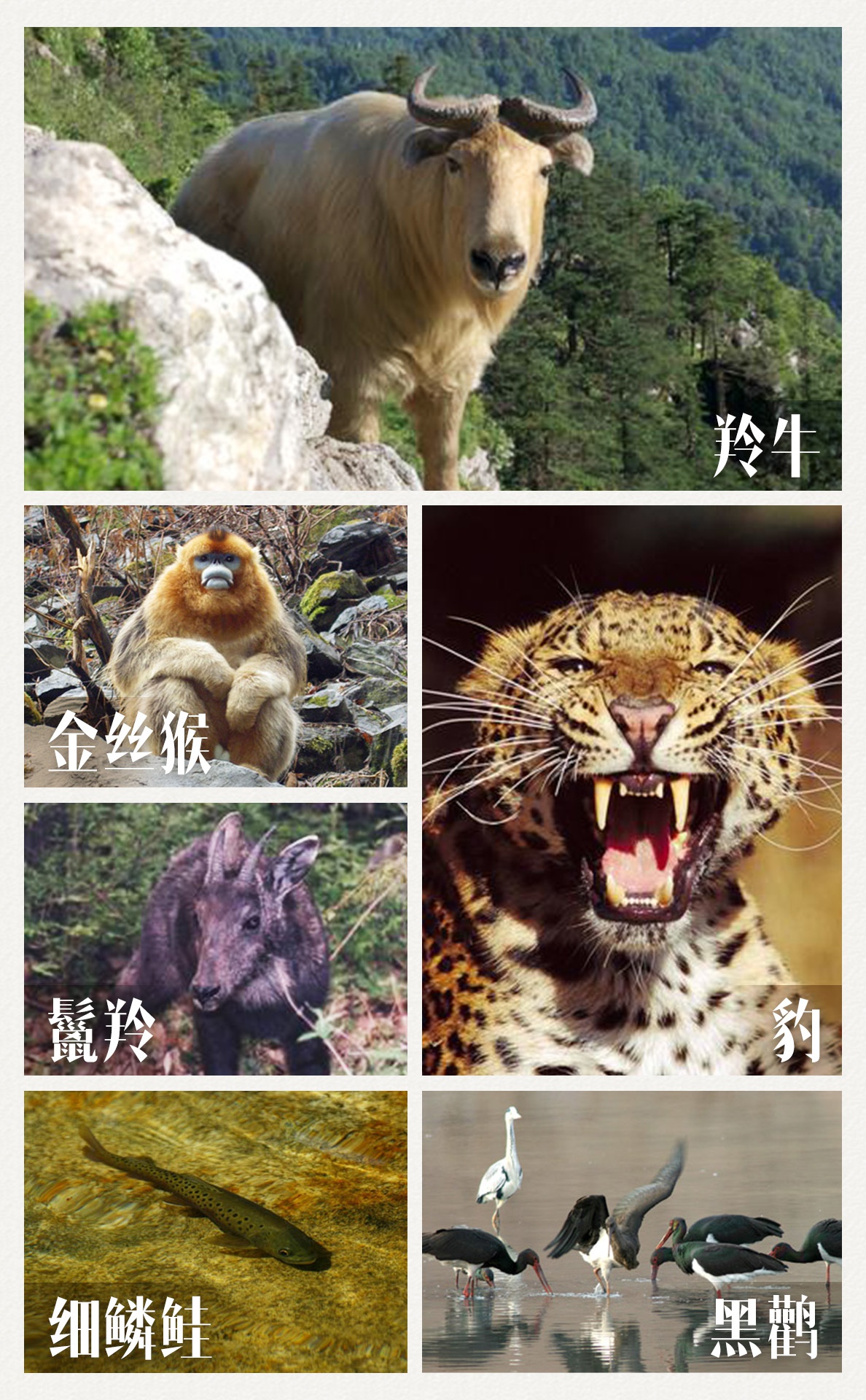 △牛背梁国家级自然保护区内的部门国家Ⅰ级、Ⅱ级保护动物