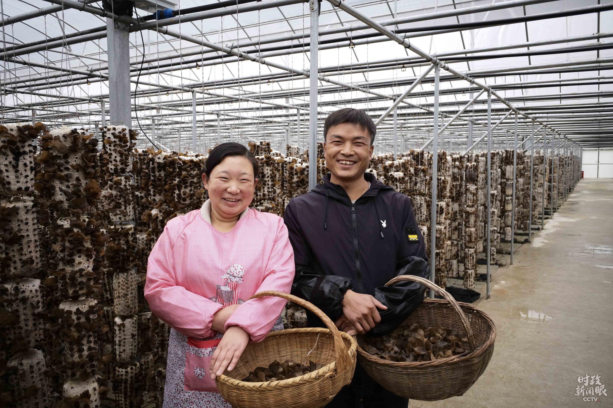 △“万山丛树多,土人伐木生耳。近耳收买成包,水陆运至襄汉,作郧耳出售,价倍川耳。”柞水人明清时期就从事木耳出产,并销往两湖一带。这是莳植户肖青松、何小燕配偶。(总台央视记者王哈男拍摄)