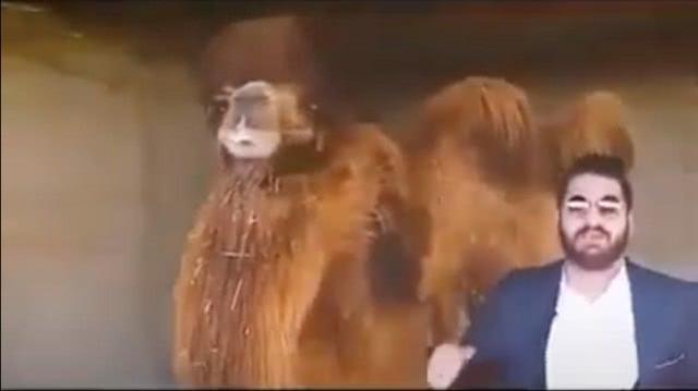 伊朗“神医”称骆驼尿可治新冠：一天3次 最好趁