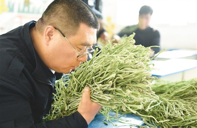 王浩在查看贡菜的品质。本报记者 王明峰摄