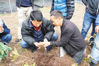 斯那品楚（左）在田里查看。江 初摄