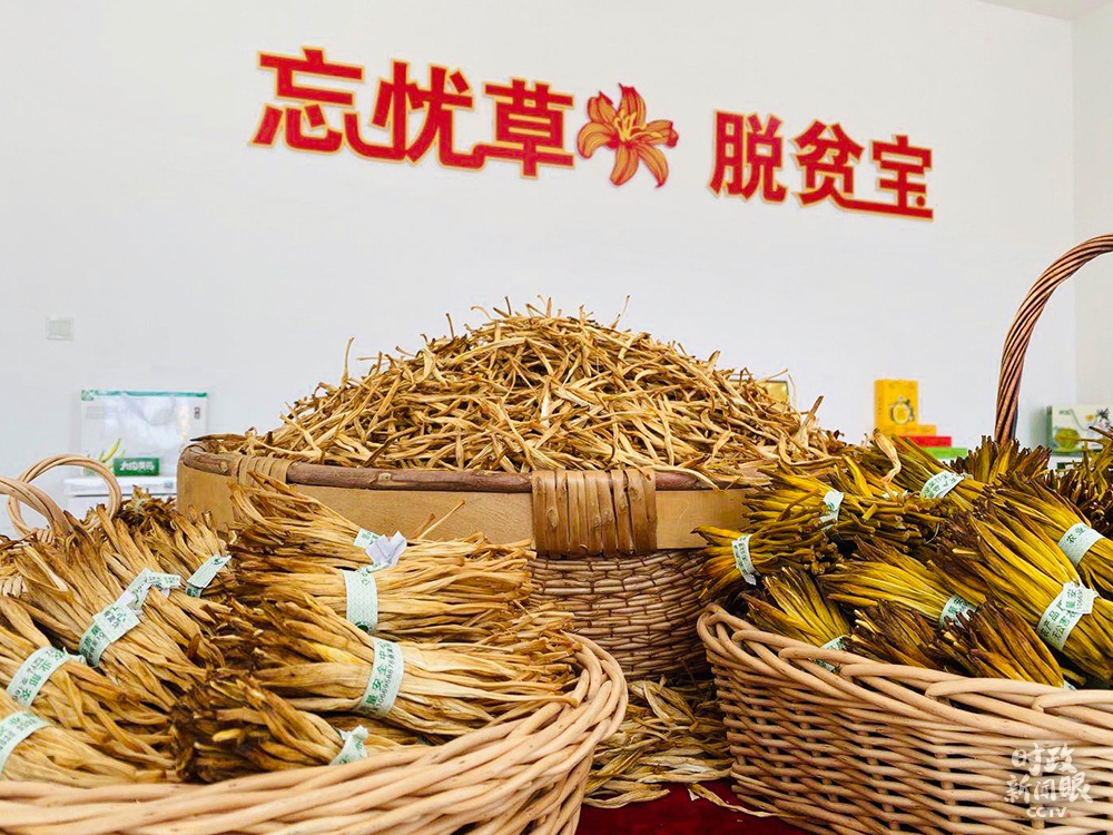 △经过晾晒的干黄花。(总台央视记者王哈男拍摄)