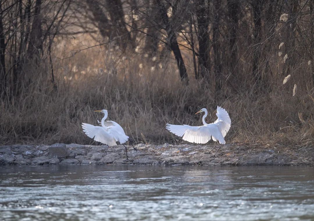 白鹭在汾河湿地公园内嬉戏&nbsp;新华社记者杨晨光摄