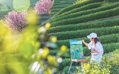 在杭州富阳拔山的万亩山地茶园，樱花与茶园交织在一起，成为一道醉人风景，吸引游客慕名前来。李治钢摄