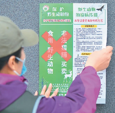 山东省青岛市志愿者到社区、菜市场附近张贴禁食“野味”海报。王海滨摄（人民视觉）