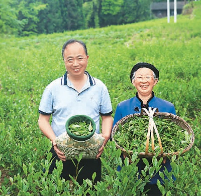 重庆市黔江区双石村村民种植茶叶脱贫。杨 敏摄（人民视觉）