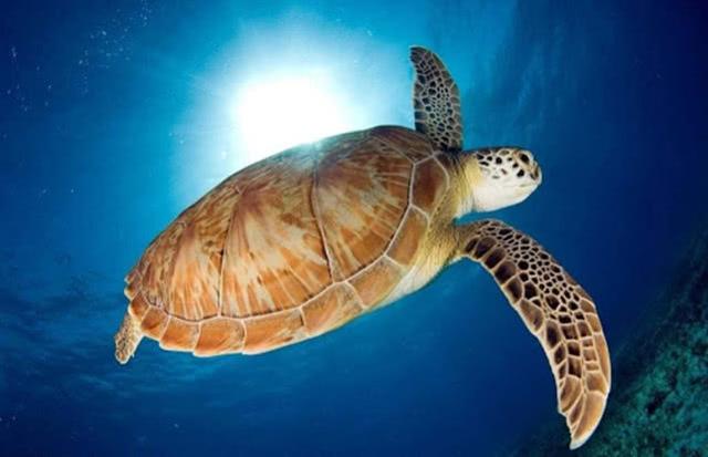 这家人为防新冠听信巫医喝下海龟血 致5月大女婴