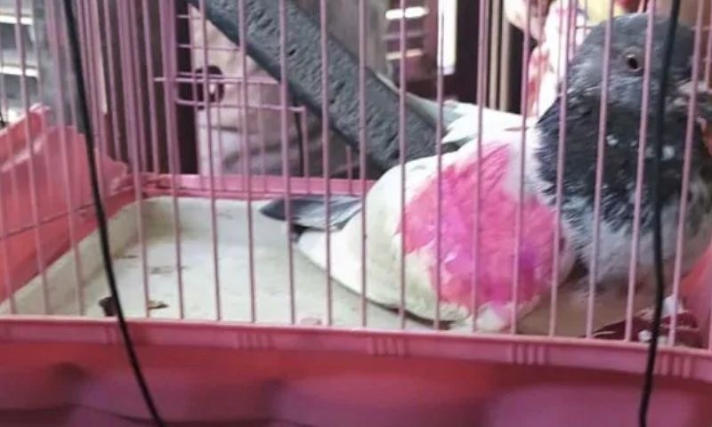 印度称抓获一只“间谍鸽”(印度NDTV)