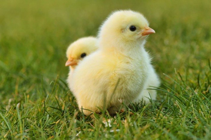 叫声自动分析或能帮助农民确保小鸡更好的生活条件