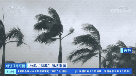 蓝色预警！台风“鹦鹉”即将来袭→|中央气象台