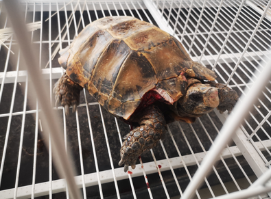 云南墨江：受伤国家二级保护动物凹甲陆龟获救