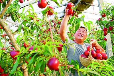 砀山县葛集镇新华村油桃基地，村民“油桃哥”正在采摘油桃。如今，他和二百多名村民一样，迷上了直播卖桃。李博摄/光明图片