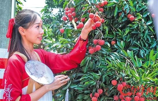 青青河畔草,郁郁园中荔。娥娥红粉妆,纤纤出素手 羊城晚报全媒体记者张豪摄